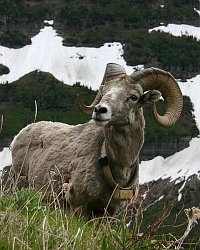 bighorn sheep along the trail